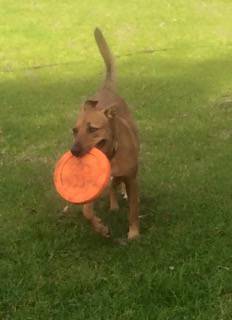 Dog Trainers Fullerton Cove NSW Suburb Australia