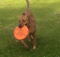 Newcastle K9 Centre - Suburb Australia