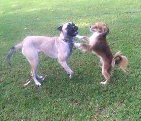 Newcastle K9 Centre - Suburb Australia 1