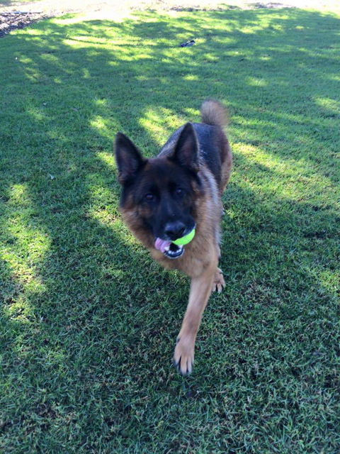 Newcastle K9 Centre - Suburb Australia 2