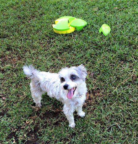 Newcastle K9 Centre - Suburb Australia 3