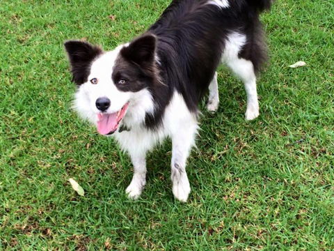 Newcastle K9 Centre - Suburb Australia 4