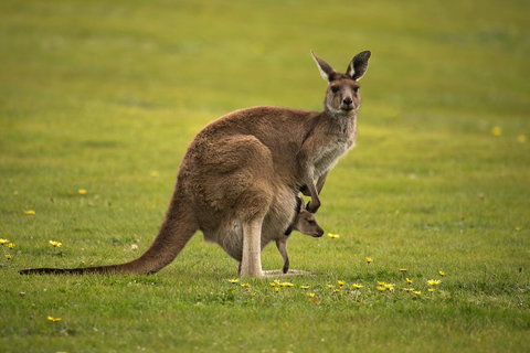 Lure Bed And Breakfast - Suburb Australia 20