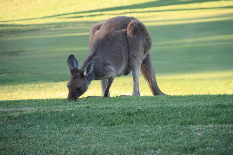 New Terry Hotel & Golf Resort - Suburb Australia 24