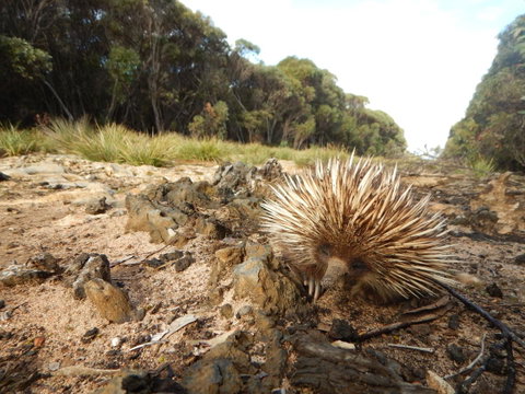 Kangaroo Island Wilderness Retreat - Suburb Australia 20