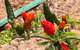 Aussie Opal Diggers Outback Retreat-Undergound - thumb 25