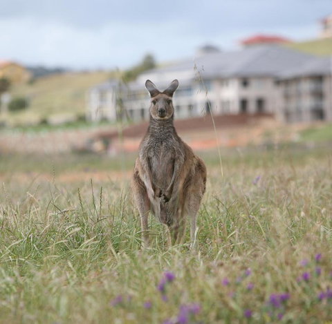 Links Lady Bay Resort - Suburb Australia 18