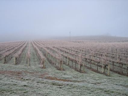 Vineyard Cottage BnB - Suburb Australia 12