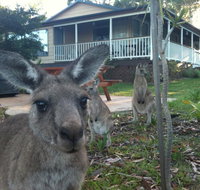 Bush Bay Cottage - Suburb Australia