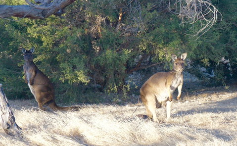 The Cape - Suburb Australia 10