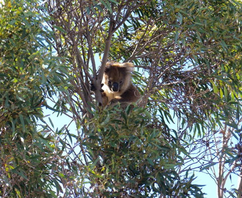 The Cape - Suburb Australia 5