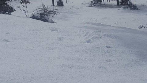 Cradle Alpine Retreat - Suburb Australia 35