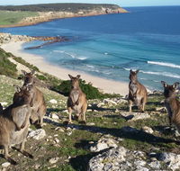 Waves Wildlife Cottages Kangaroo Island - Suburb Australia