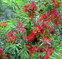 Bottlebrush B B - Suburb Australia