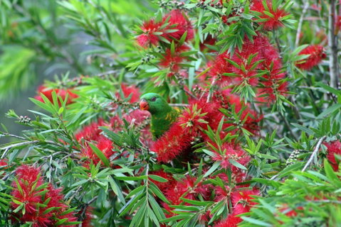 Bottlebrush B & B - Suburb Australia 0