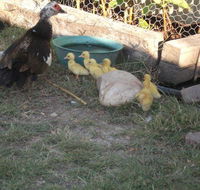 Corella Creek Country Farm Stay - Suburb Australia