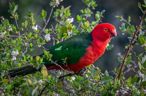 Country Paradise In The Gully - Suburb Australia 2