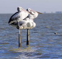 Pelican Perch Retreat - Suburb Australia