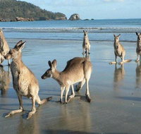 Seaforth Holiday Units - Suburb Australia