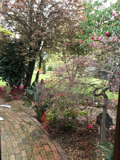 Stony Rise Cottage B&B - Suburb Australia 1