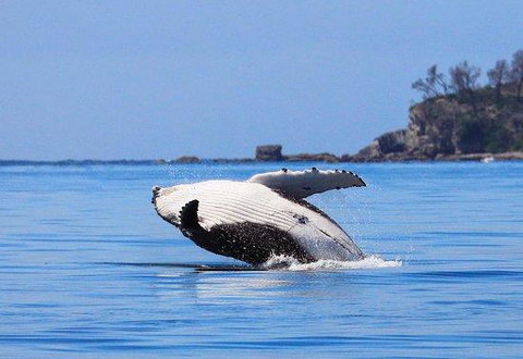 The Huskisson - Suburb Australia 2