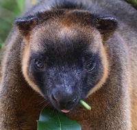 The Pond Cottage - Suburb Australia