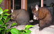 Wind Song Bed & Breakfast - thumb 2