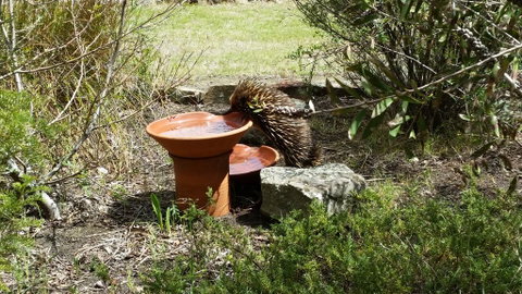 Wind Song Bed & Breakfast - Suburb Australia 3