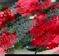 Poppys Home  Garden Centre - Suburb Australia