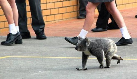 St Philip’s Christian College - Suburb Australia 2