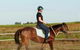 Concise Equestrian Centre - thumb 3