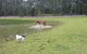Arizona Horse Agistment Centre - thumb 2
