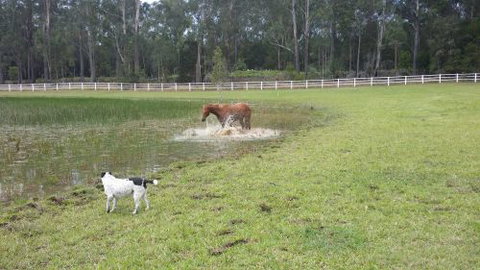Arizona Horse Agistment Centre - Suburb Australia 2