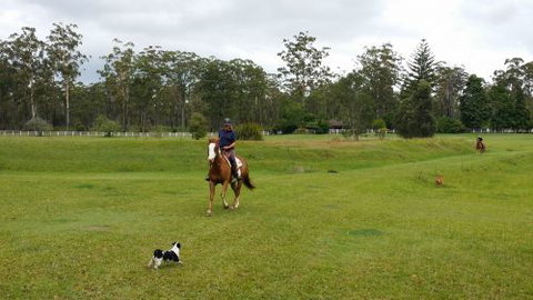 Arizona Horse Agistment Centre - Suburb Australia 4