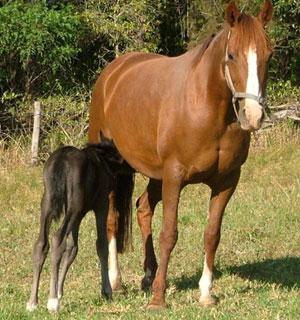 Spirit Lodge Equestrian Centre - Suburb Australia 0
