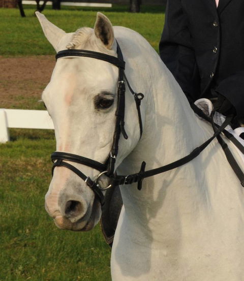Encantador The Riding School - Suburb Australia 2