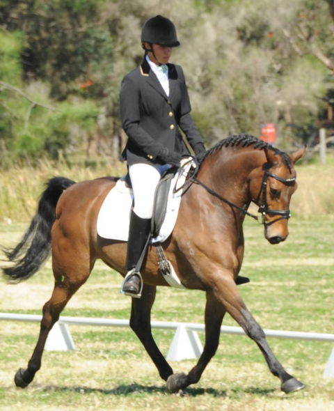 Encantador The Riding School - Suburb Australia 4