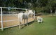 Townsville Agistment - thumb 1