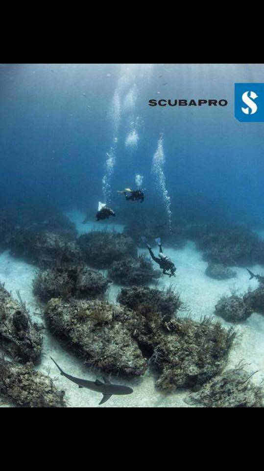 Diving Tweed Heads NSW Suburb Australia