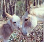 Donkey Tales Farm Cottages - Suburb Australia