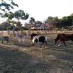 Gosse SA Suburb Australia