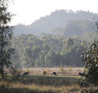 Dacelo - Suburb Australia