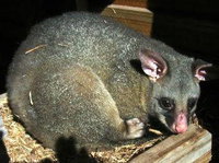 Giba Gunyah Country Cottages