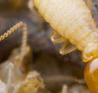 Suresafe Pest Management Pty Ltd - Suburb Australia
