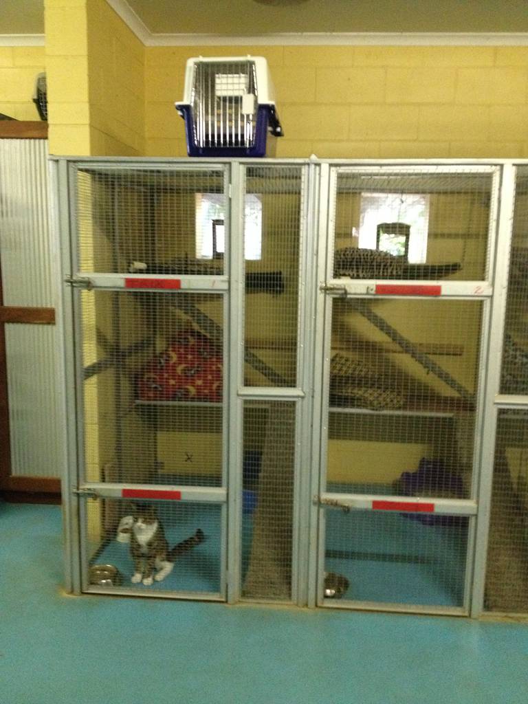 Cat Boarding Catteries Howard Springs NT Suburb Australia