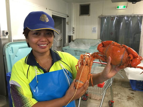 Mackay Fish Market - Suburb Australia 0