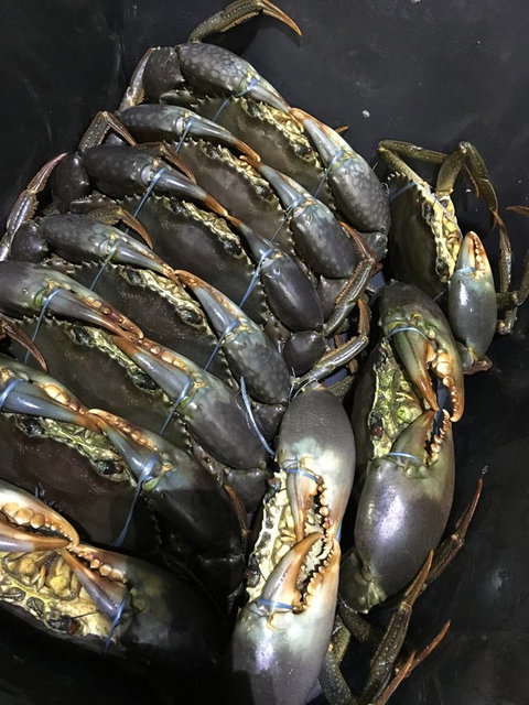 Mackay Fish Market - Suburb Australia 2