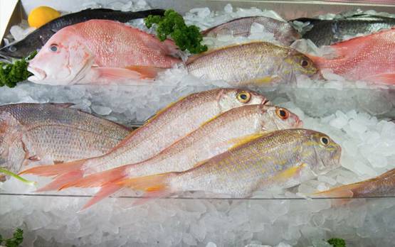 Seafood Wholesaler Co Op Mooloolaba QLD Suburb Australia