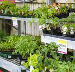 Plants Whitsunday - Suburb Australia