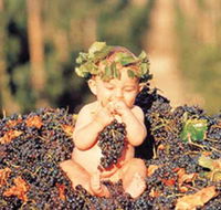 Shannonvale Tropical Fruit Winery - Suburb Australia